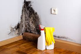 Best Mold Odor Removal Services  in Tanglewilde, WA